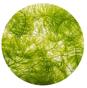 Milfoil