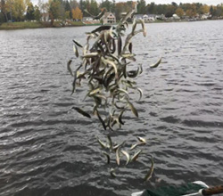 Walleye Stocking Project