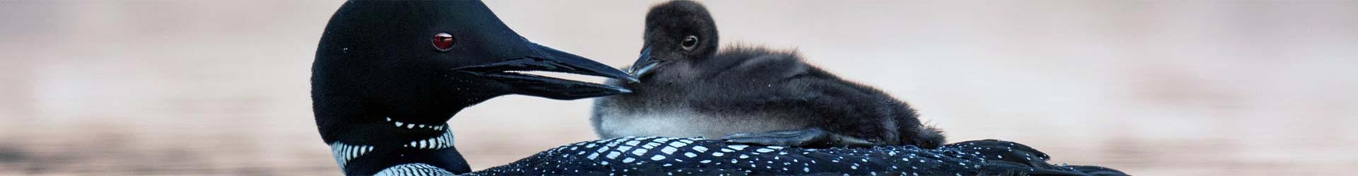 Our Loons Hold a Special Place in the Hearts of Many